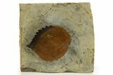 Fossil Leaf (Davidia) - Montana #327222-1